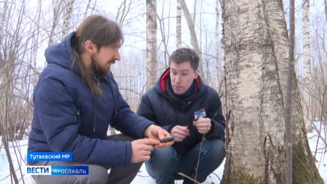 В Ярославской области наступил сезон березового сока смотреть онлайн