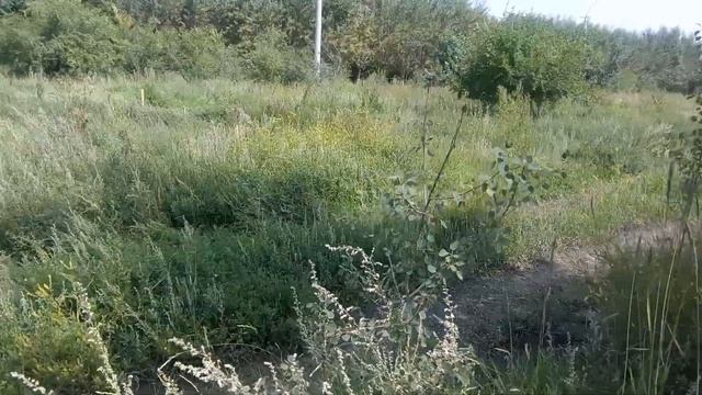 ЧИТА.ГРЭС..ПАРК "ЭНЕРГЕТИК"."МАРТЫШКИН ТРУД". смотреть онлайн