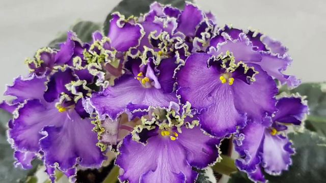 Сорти фіалок О.Лебецької смотреть онлайн