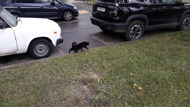 Коты, старые друзья! смотреть онлайн