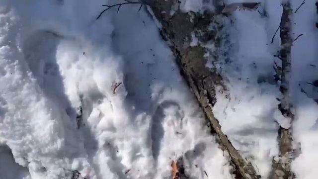 PMP Knives "Pitbull" D2 Limited Edition bei Tools For Gents смотреть онлайн