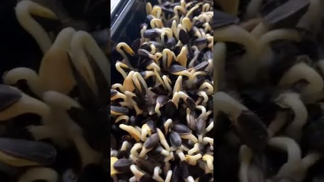 Микро зелень вечная проблема Как избежать от плесени в микрозелени навсегда Быстро и Легко смотреть онлайн