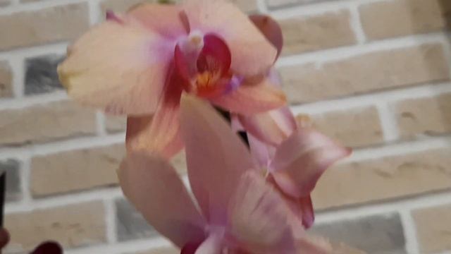 Три удачные новинки, одна не очень. Сама виновата. смотреть онлайн