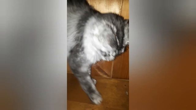 Воспитать котёнка так, чтобы он умел выполнять команды смотреть онлайн