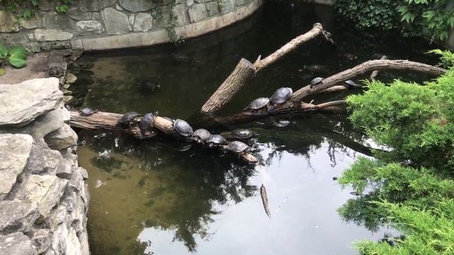 САМЫЕ РЕДКИЕ ПАТТЕРНЫ НА ГЛОК ДАЛЬНИЙ СВЕТ. РЕДКИЕ СКИНЫ В КСГО. СЕКРЕТЫ СКИНОВ В CSGO смотреть онлайн