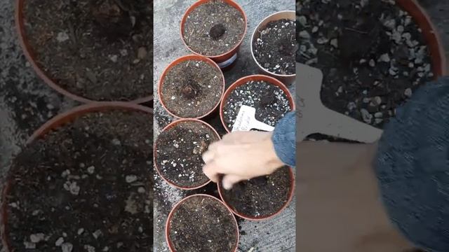 Attempt Theobroma Bicolor Paxate Seeds Germinating смотреть онлайн