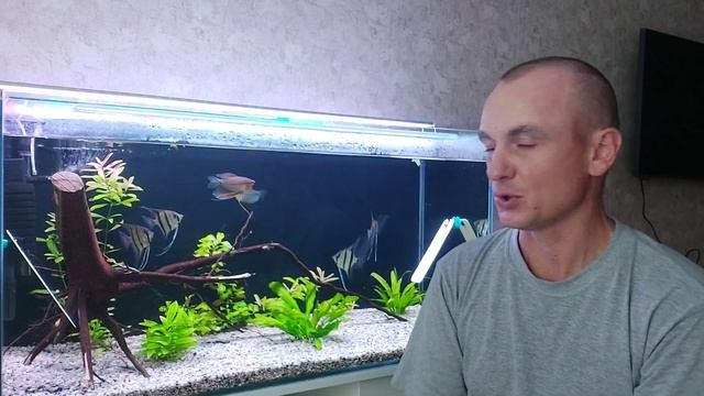 Как я избавился от спирогиры. Нитчатые водоросли. смотреть онлайн