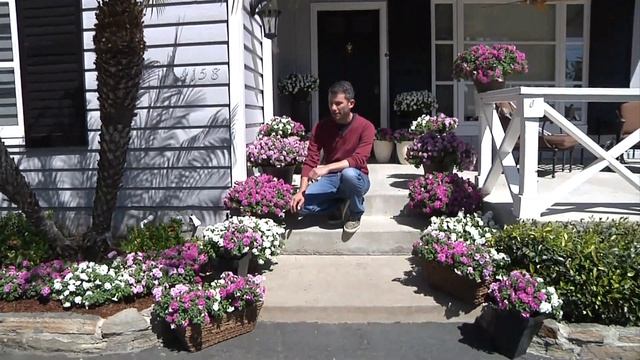 Surfinia Summer Double Petunias: A Bright Invitation to Your Home смотреть онлайн