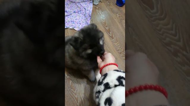 Щенок Кеесхонд/Вольфшпиц (Саратов, Балаково) Серебряный Амулет Вальдо развивается ребенок) смотреть онлайн
