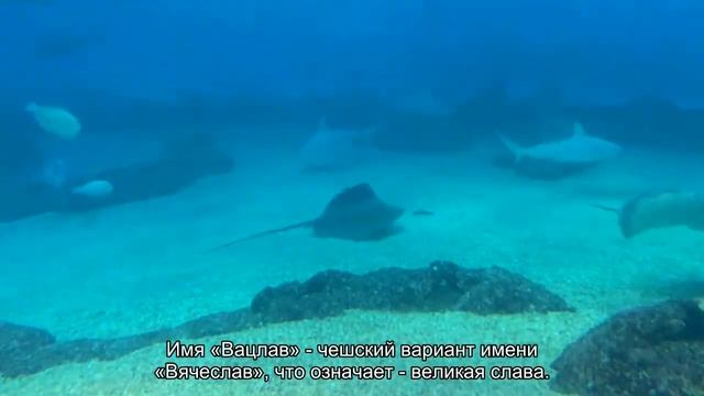Значение имени Вацлав. Толкование, судьба, характер смотреть онлайн