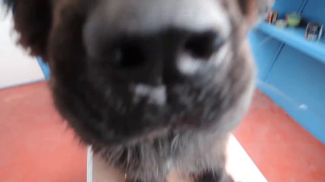 ньюф смотреть онлайн