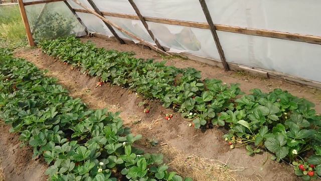 Ыаhыахха дьэдьэн хомуйуохха син дуо?