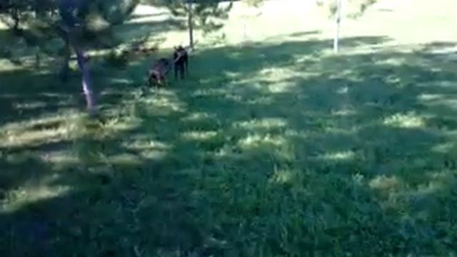 doberman with stick смотреть онлайн