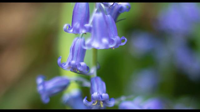 Folklore of Bluebells, Daffodils & Hydrangeas смотреть онлайн