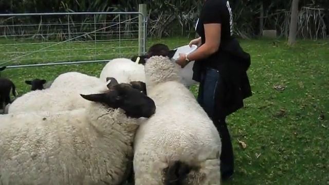 Feedin the Suffolk sheep смотреть онлайн