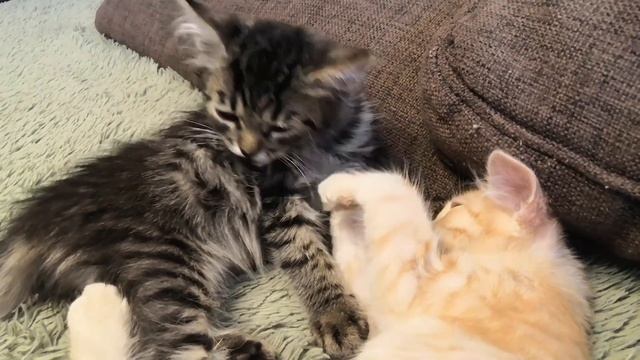 Как Котята Моют Друг Друга? День Чистоты у Котиков! смотреть онлайн