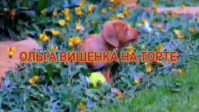 БЬЁТ ЗНАЧИТ ЛЮБИТ. ОЛЬГА УРАЛОЧКА LIVE. ОБЗОР. смотреть онлайн