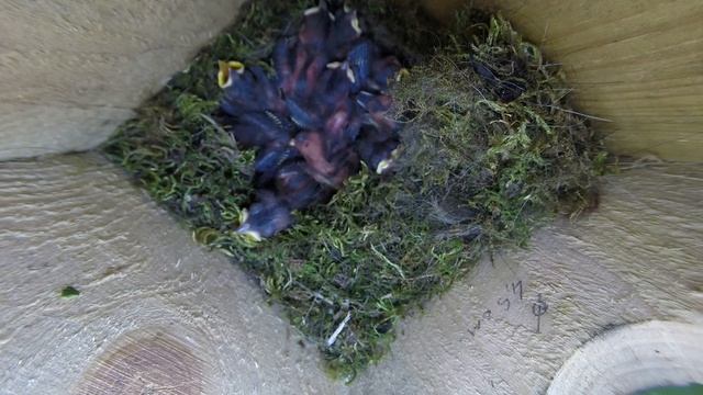 Синица Б 160507 9 в №2016 7 в посадке Gp160507 9 6 волосатая гусеница