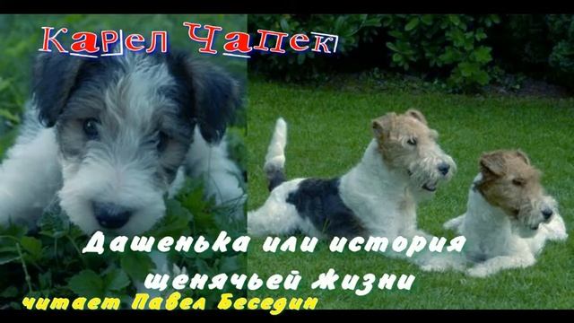 Дашенька, или история щенячьей жизни Карел Чапек читает Павел Беседин смотреть онлайн