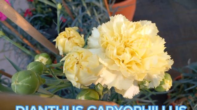 skimmia japonica // skimmia o'berry white //dianthus //peonia //#garden #gardening #gardens #2023 смотреть онлайн