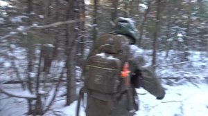 Охота с лайками на лося в Пермском крае у Даровских Андрея