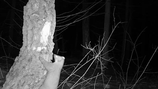 Ночная жизнь в лесу: куница и лиса в поисках добычи. Лесная куница лазает по деревьям. смотреть онлайн