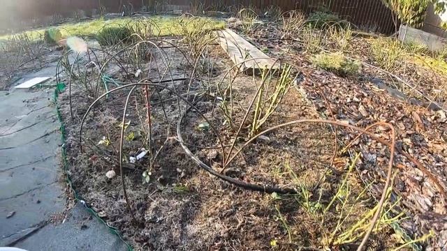 Завершающий этап зимнего укрытия роз Эксперимент с мускусами смотреть онлайн