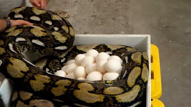 Record Breaking Giant Python Eggs смотреть онлайн