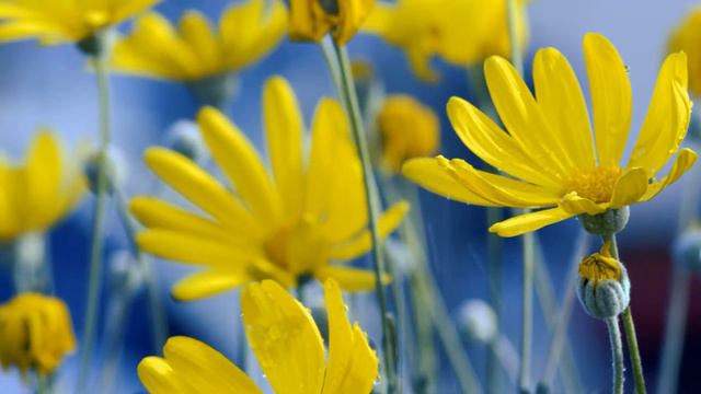 А я не верю до сих пор, поёт Александр Баландин, слова Галины Пятисотских смотреть онлайн