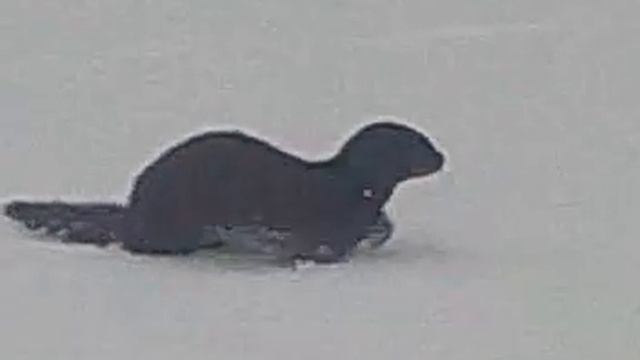 воровка.mp4 смотреть онлайн