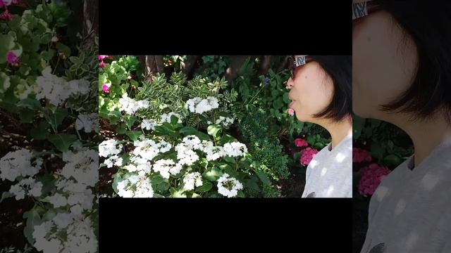 Hydrangea in bloom@marilynapilan sowing&sewing смотреть онлайн