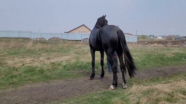 продам кобылу 2 года с документами цена 350.000 рублей связь ватсап +79120454666 смотреть онлайн