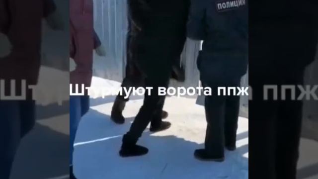 В якутском центре передержки перерезали горло сотне собак смотреть онлайн