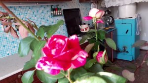 Vlog # Мой  день начался с этого.