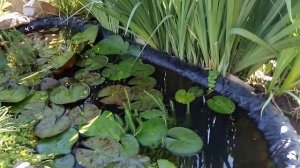 Декоративный прудик в саду, 11 июня. Правильный выбор места для прудика -залог  цветения кувшинок.