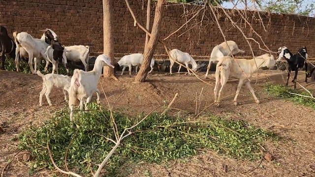 Goats Grazing At Royal Goat Farm Organic And Hygenic. смотреть онлайн