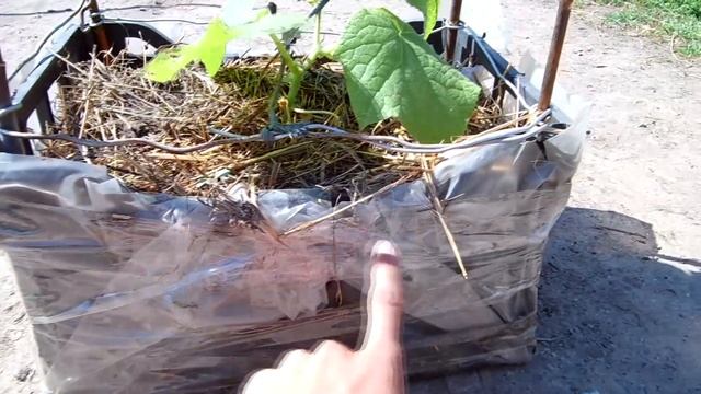 Огурец на балконе тонкости и секреты выращивания / Как вырастить огурец на окне