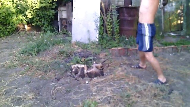 Шок!!! Новое упражнение для комплексной прокачки! смотреть онлайн