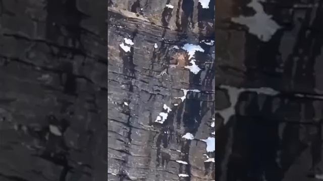 Белые барсы играют на скале!