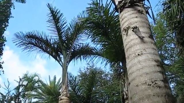 Guassia princeps Palm смотреть онлайн