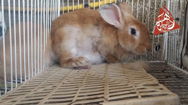 A two-day-old rabbit catches up with its mother and goes out into the cage смотреть онлайн