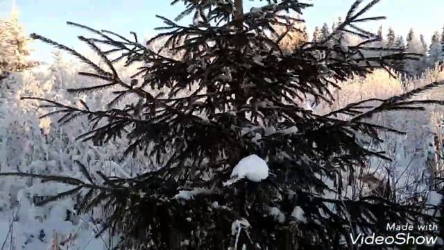 В лес за ёлкой, какая должна быть ёлка. смотреть онлайн