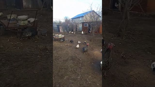 ТОЛЬЯТТИ ДАЧА 39 смотреть онлайн