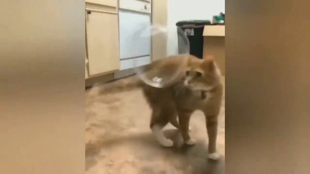 Прикольные видео с домашними животными. 2020 #4 смотреть онлайн