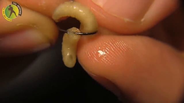 Как правильно насадить опарыша на крючок - совет смотреть онлайн