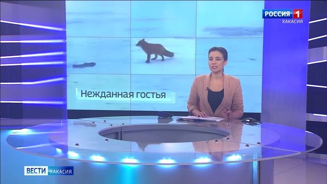 Сегодня в Абакане видели лису