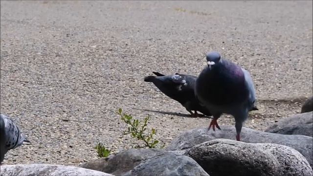 岩飛びする鳩 pigeon jump! ハト おもしろ かわいい смотреть онлайн