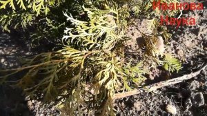 Туя сохнет? Два симптома и две причины. Разбираемся!