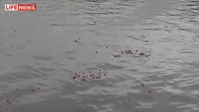 Григорий Деметр поздравляет с днём цыган смотреть онлайн