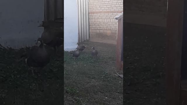 Дикие гуси смотреть онлайн